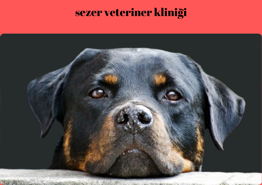 ''Köpeklerde Böbrek Hastalıkları Belirtileri Ve Çözüm Yolları''